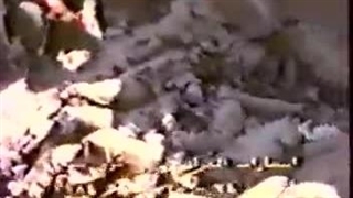 شهدای ایرانی