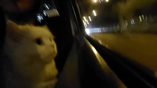 من توی ماشین وقتی راننده نیستم: