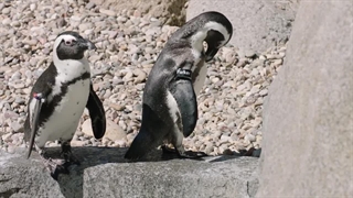 پنگوئن های آفریقایی بامزه در ساحل