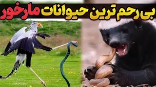 بی‌رحم‌ترین شکارچیان مار: حیواناتی که مارها را بدون ترس می‌خورند!