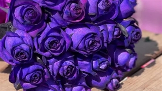 دسته گل رز بنفش 20 شاخه